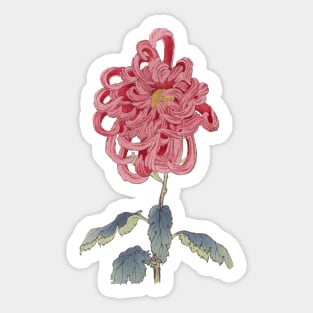 Pink Chrysanthemum - Hasegawa - Traditional Japanese style - Botanical Illustration Sticker